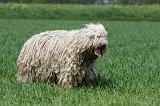 KOMONDOR 039